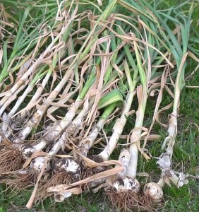 cara memanen bawang putih