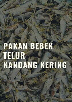 pakan ternak bebek petelur kering