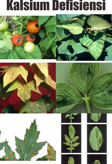 gejala defisiensi kalsium pada tanaman dan cara aplikasi pupuk kalsiumnya