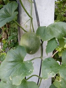 gambar tanaman melon berbuah