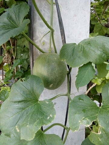 Gambar  Tanaman Melon Dalam Polibag Pot Dari Menanam Sendiri
