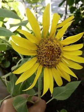cara menanam bunga matahari dari biji