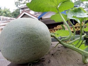 buah dari melon yang ditanam di polybag