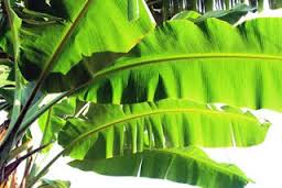 best forage for goats banana leave