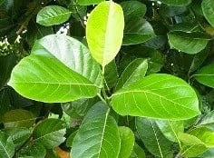 best forage for goats jackfruit