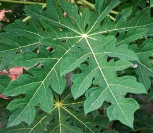 best forage for goats papaya leaves