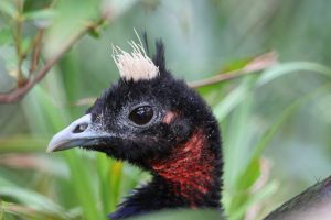 gambar burung merak afrika
