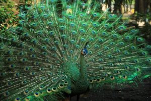 gambar burung merak hijau