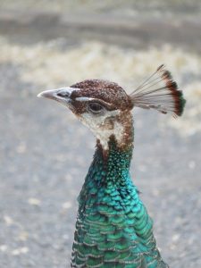 gambar burung merak hijau