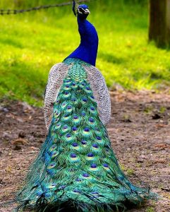 gambar burung merak