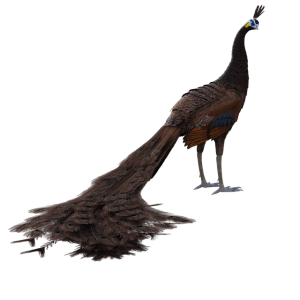 73 Koleksi Gambar Burung Merak Keren Gratis