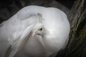 gambar burung merak putih
