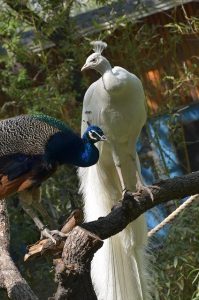 gambar burung merak putih