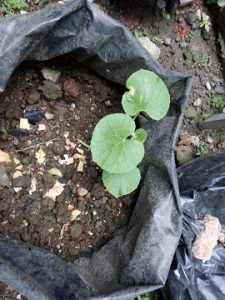 growing melons in containers