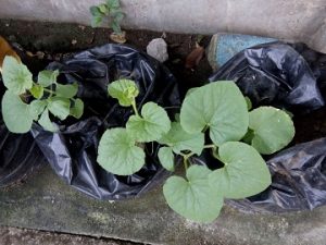 growing melons in containers
