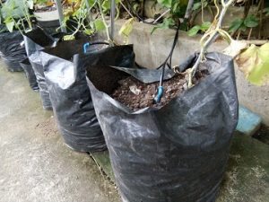 growing melons in containers - poly bag size