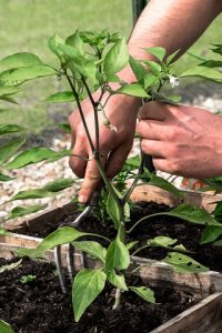 cara merawat tanaman cabe di pot
