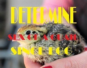 determie sex of a quail since egg