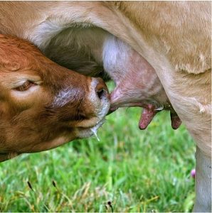 how to take care of calves