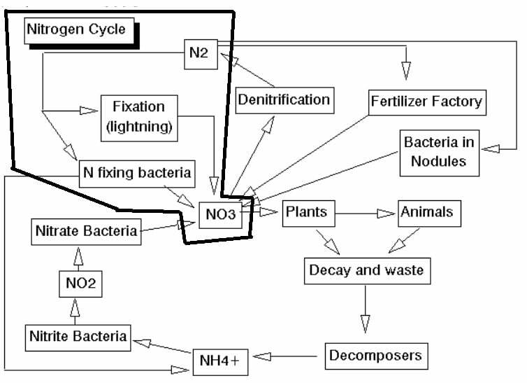 how to culture nitrosomonas and nitrobacter