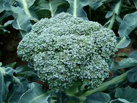 jenis sayuran bunga brokoli