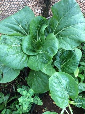 how to grow bok choy in containers