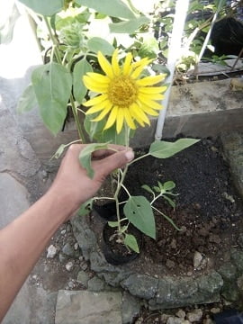 how to plant sunflower in pots