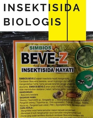 cara merawat tanaman cabe di pot