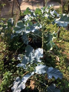 Cara Menanam Brokoli Di Polybag Dataran Rendah