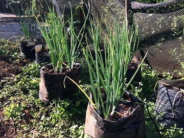 how to plant shallots from bulbs