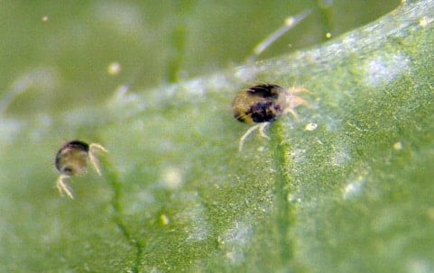 how to get rid of spider mites on tomato plants