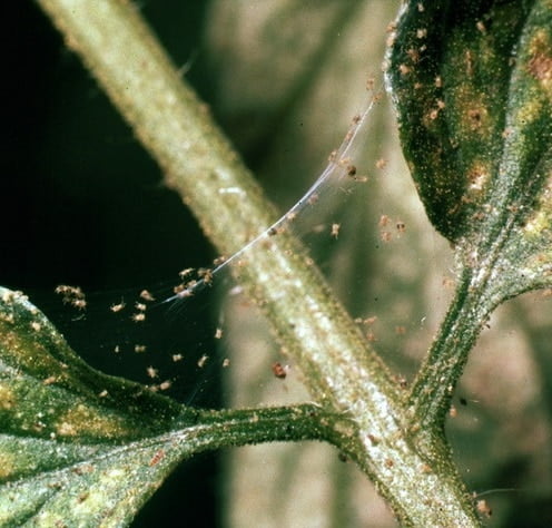 how to get rid of spider mites on tomato plants