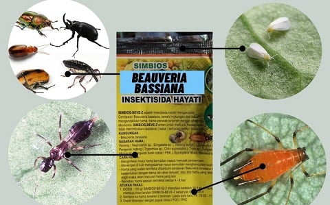 beauveria bassiana insektisida biologis