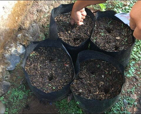 cara menanam kecipir di polybag
