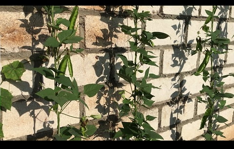 growing winged beans in containers