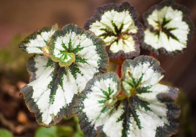 cara merawat begonia