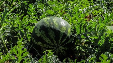 cara merawat semangka agar buahnya besar