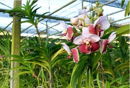 Cara Menanam Anggrek Vanda Agar Rajin Blooming Di Tropis