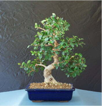 gambar bonsai serut