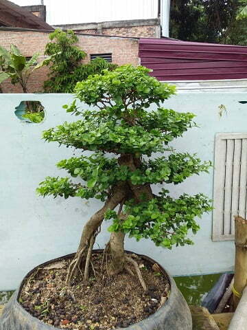 gambar bonsai serut