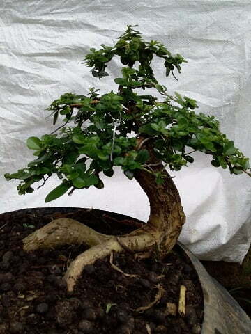gambar bonsai serut
