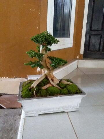 gambar bonsai serut