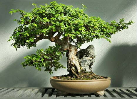 gambar bonsai serut