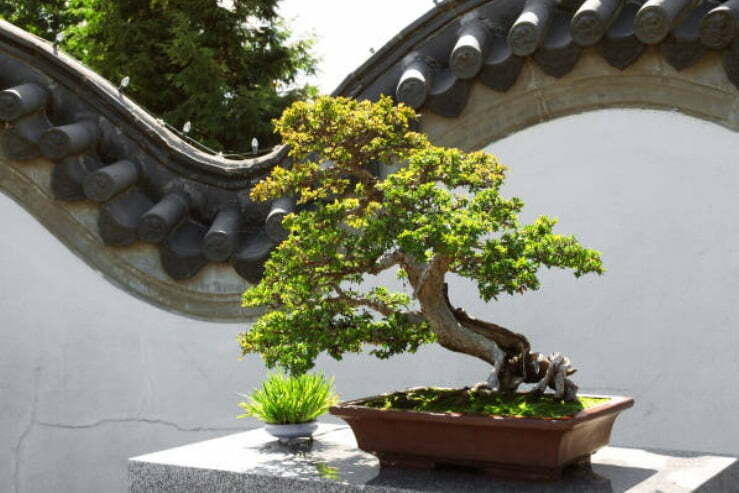 gambar bonsai serut