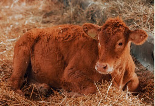 gambar sapi limosin