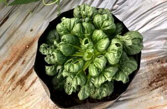 growing tatsoi in containers