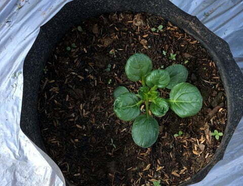 growing tatsoi in containers