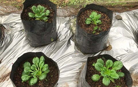 growing tatsoi in containers