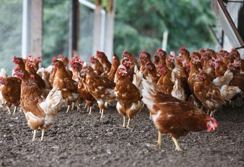 how to increase egg production in hens