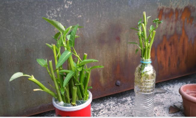 cara menanam kangkung di botol aqua